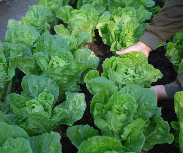 farmer-irrigation-fields-cabbage-vegetable-garden